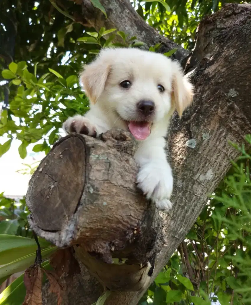 Anakan anjing lucu gemuk gemesin golden mixbreed samoyed istimewa