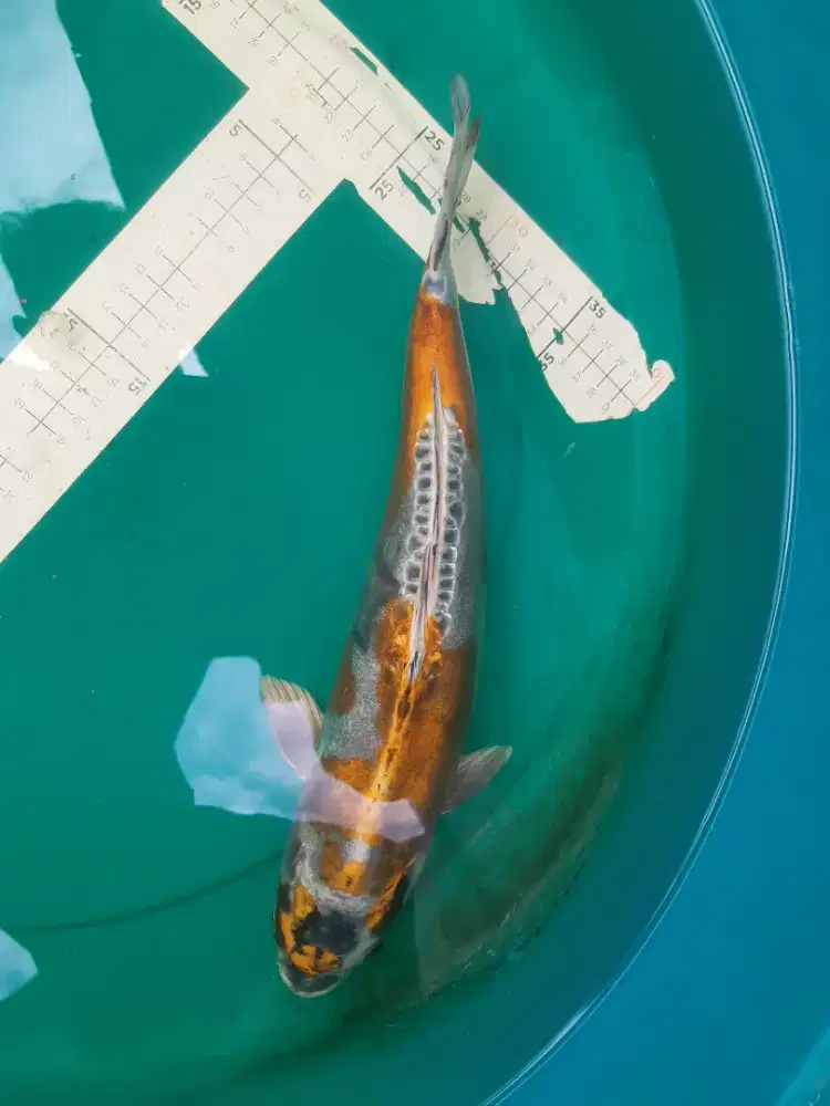 Ikan koi Kikokuryu 42cm bagus