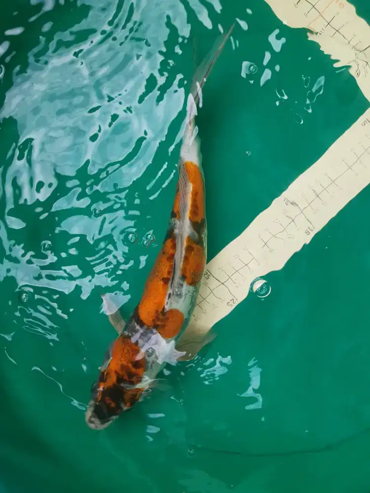 Ikan koi KIKOKURYU 40cm Good Quality