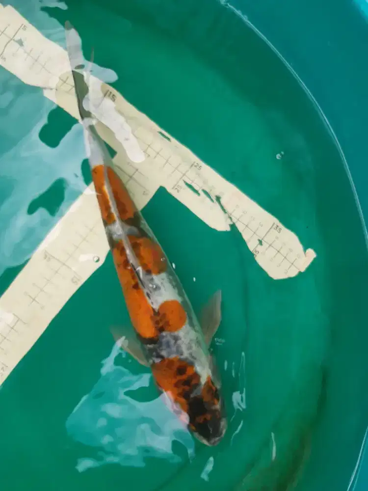 Ikan koi KIKOKURYU 40cm bagus sangar