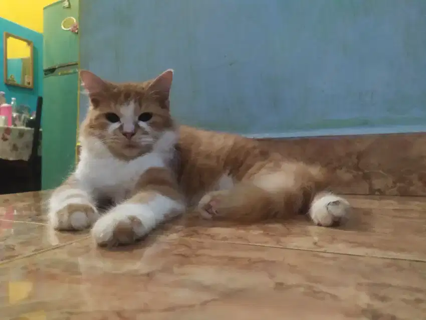 Grooming kucing panggilan