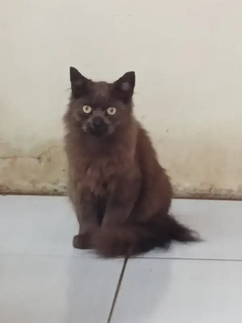 Anakan kucing persia