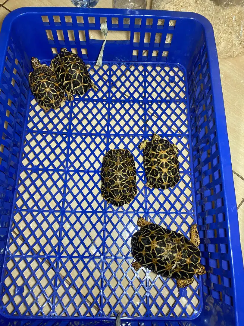 Indian stars Tortoise Grade B