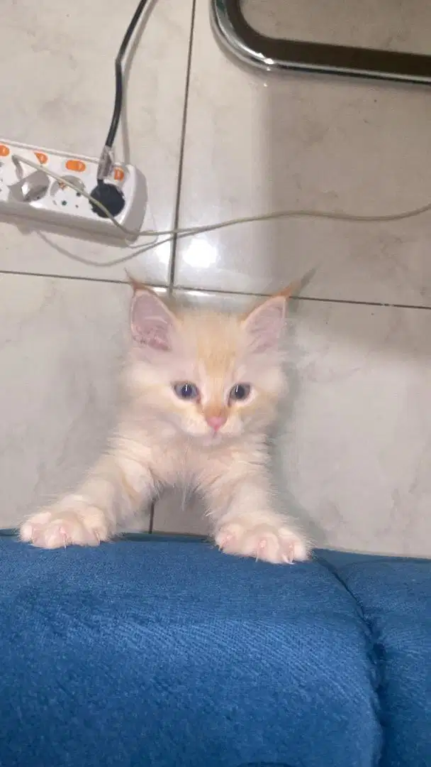 KUCING PERSIA X HIMALAYA RED POINT