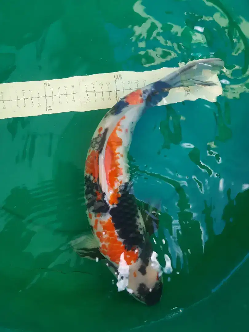 Ikan koi Showa Kanoko 42cm antik