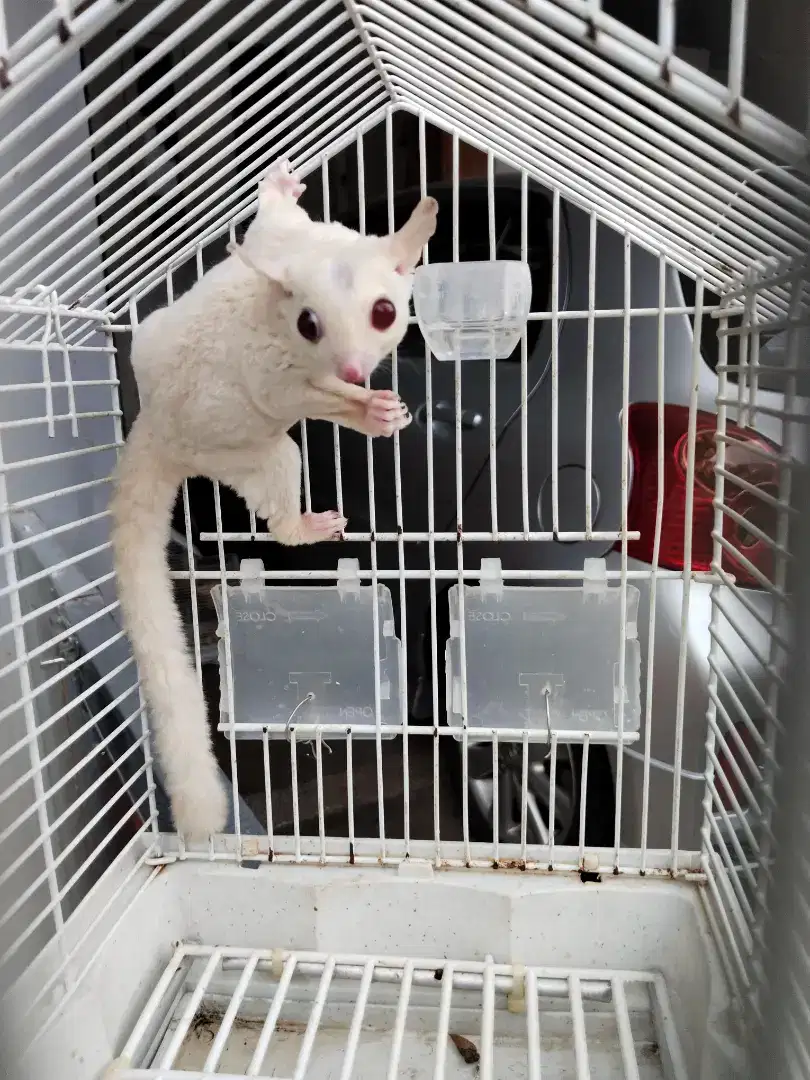 Sugar Glider Albino Jantan