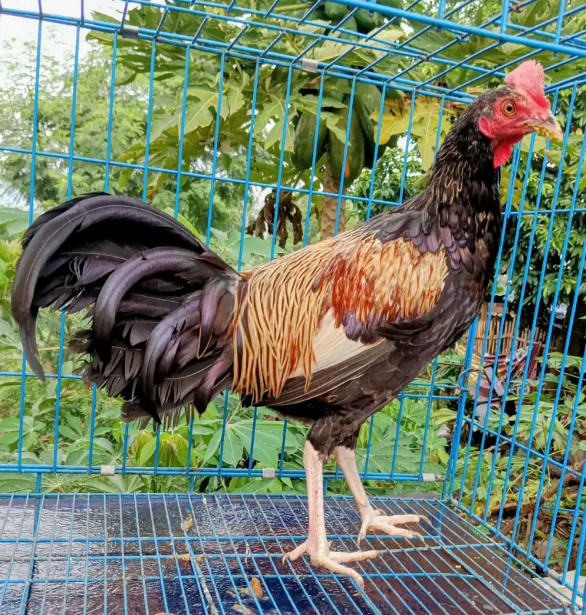 Jual ayam bekisar wido 8 bulanan rajin kokok suara bagus kota batu