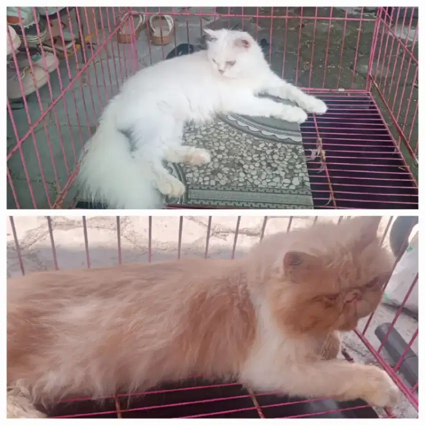 Kucing Jantan peaknose dan betina mix