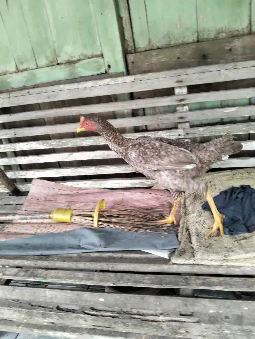 ayam bangkok hutan dewasa