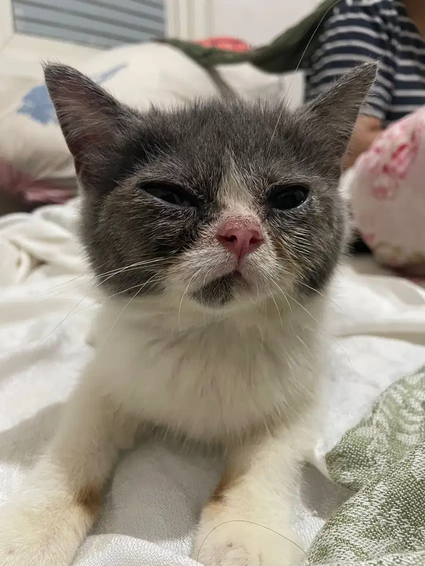 Kucing Exotic Shorthair