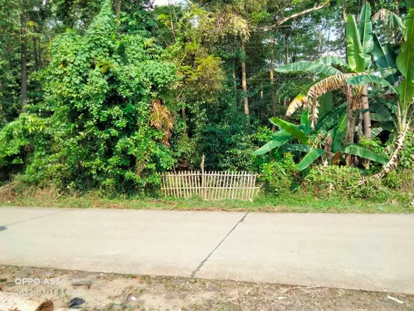 Tanah kebun Siap Bangun, di Jl Kampung Bengras,Sukanagara,Pandenglang