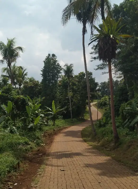 TANAH KEBUN DI PANDEGLANG BANTEN