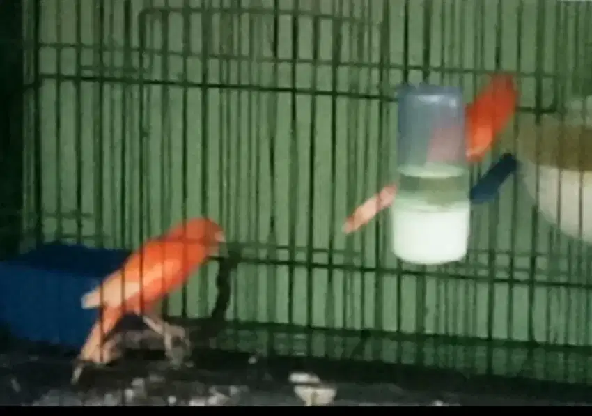 BURUNG KENARI MERLOK SEPASANG 2X PRODUKSI
BURUNG