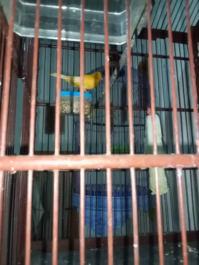 Burung kenari riwikan