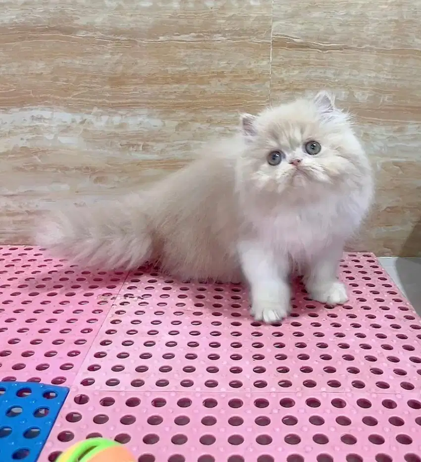 Kucing Persian Jantan dan Betina