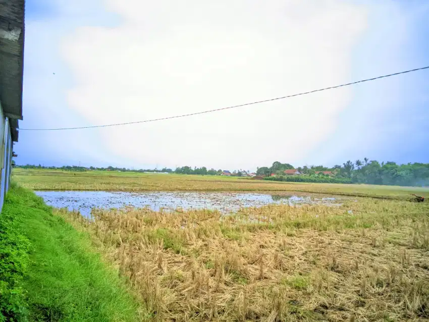 JUAL TANAH SAWAH MURAH