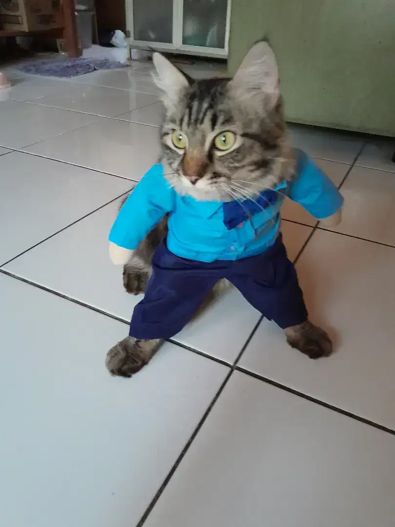 Kucing jenis persmed dan persia bigbone