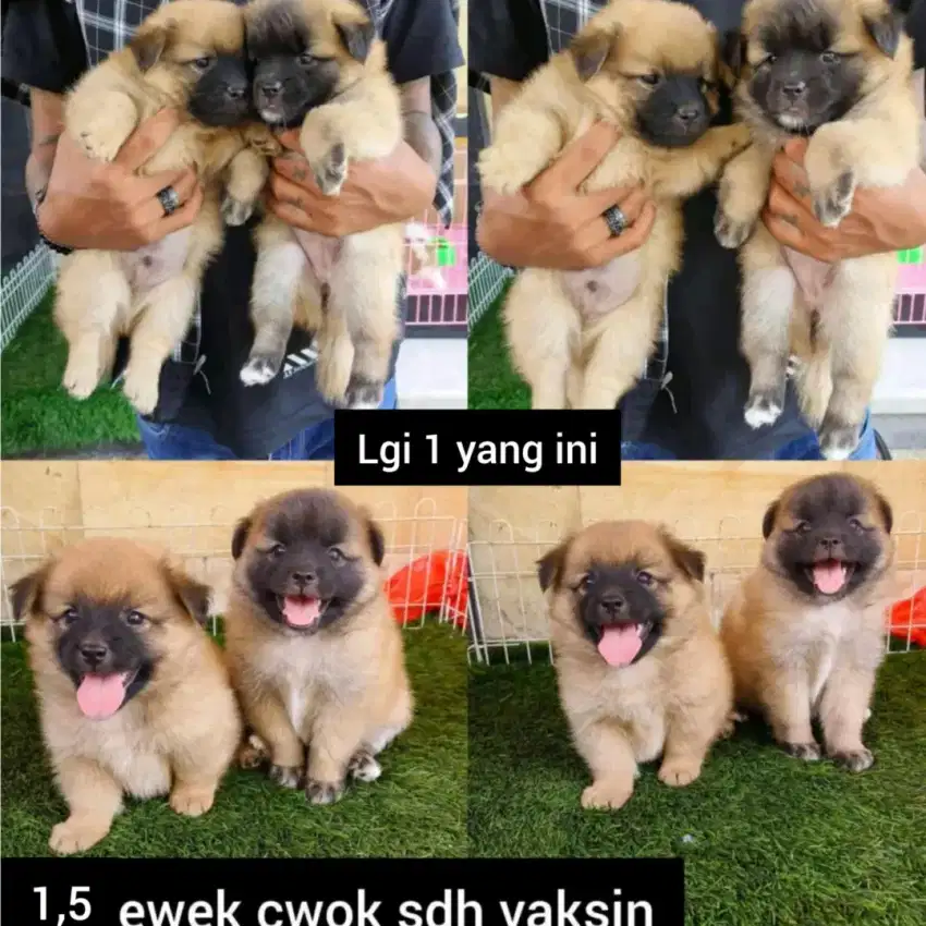 Minipom UMR 3 bln maaf foto UMR 1,5 bln