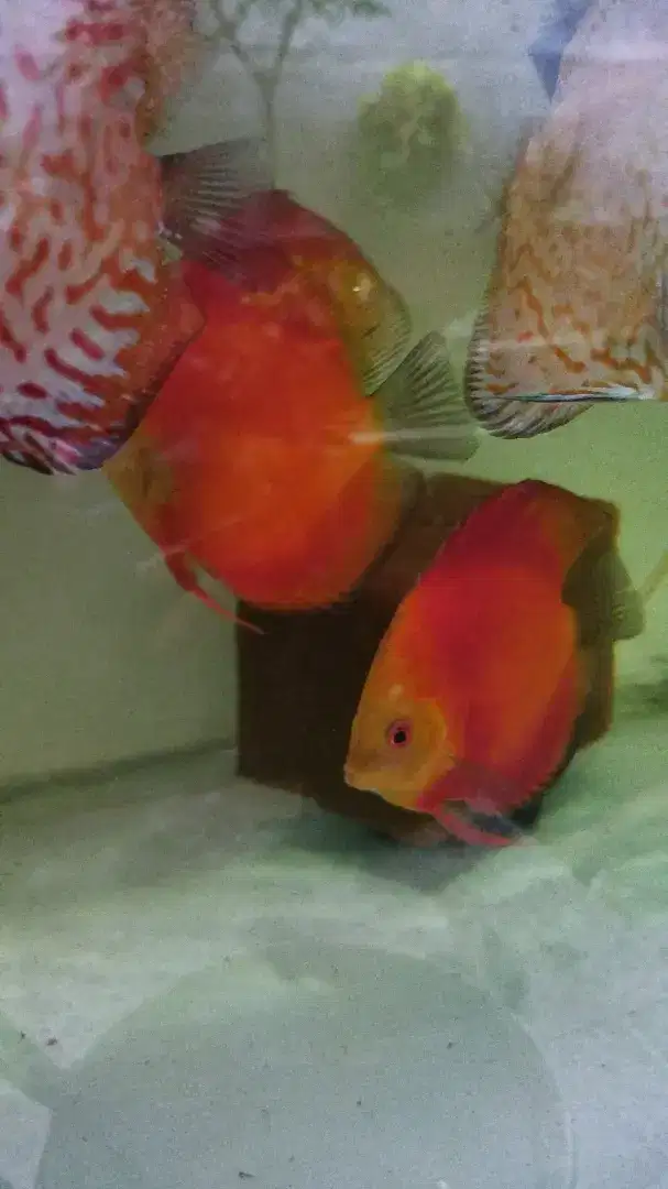 Discus pair super red melon