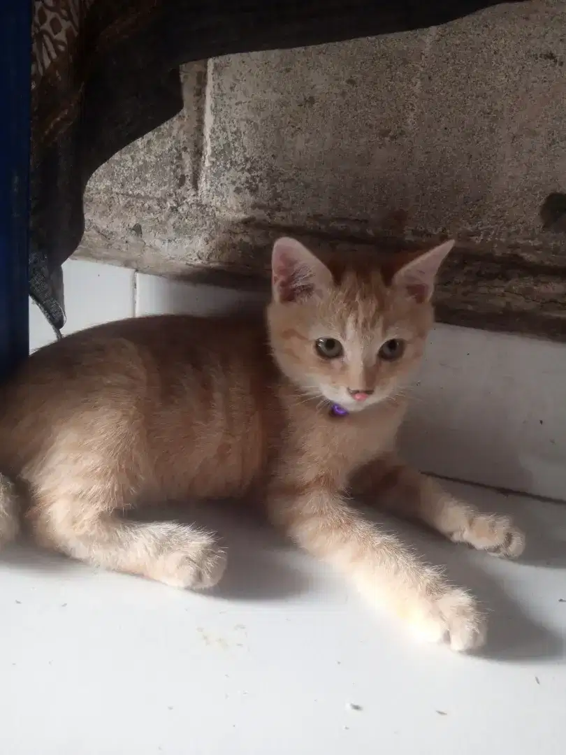 Kucing Mikdome anakan 4bulan