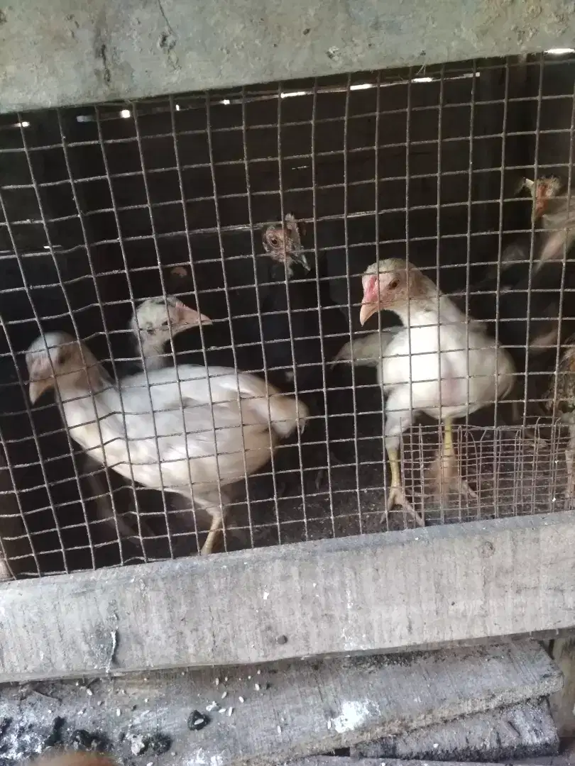 Indukan dan Bibit Ayam Kampung