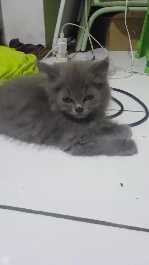 kucing angora umur 3bln