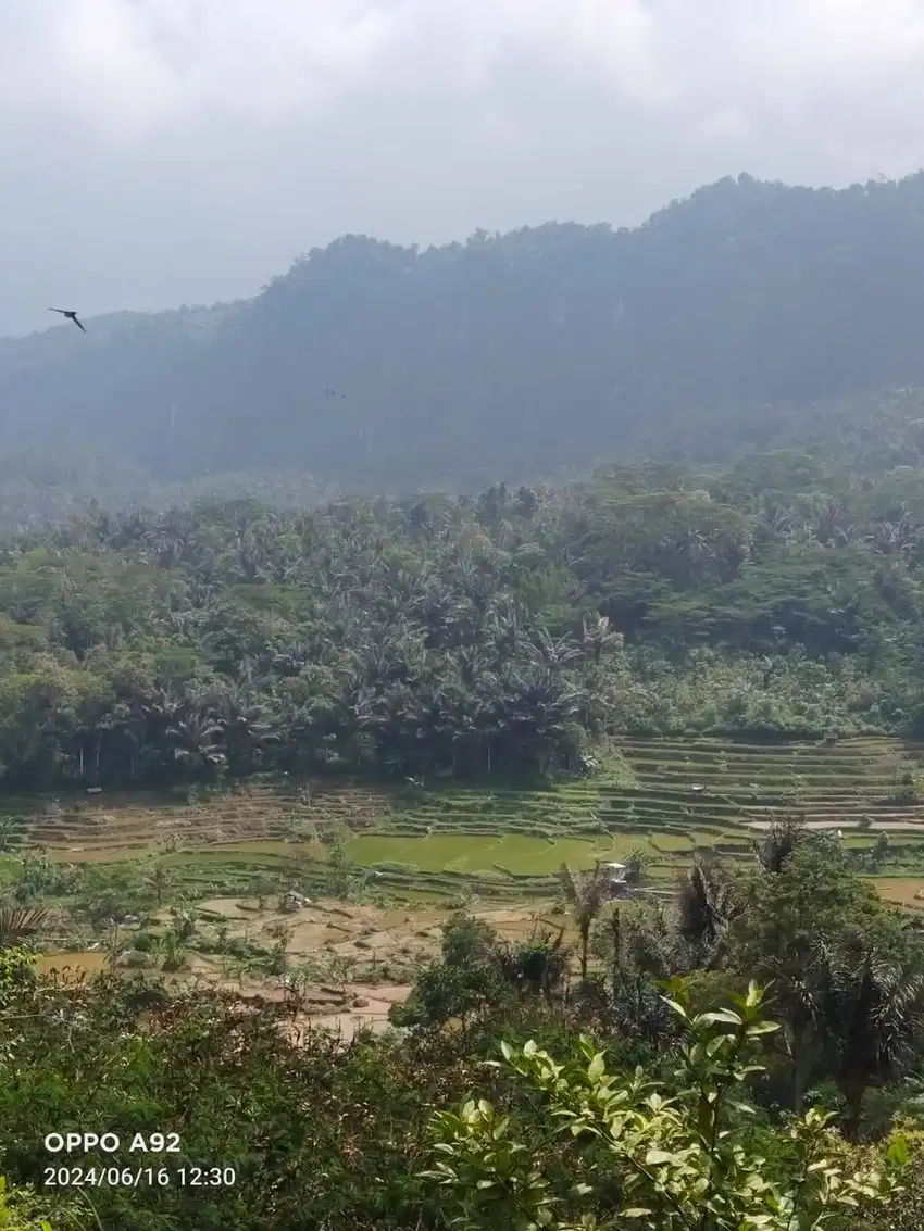 Dijual sawah produktif dekat lokasi lokasi wisata Curug Citambur