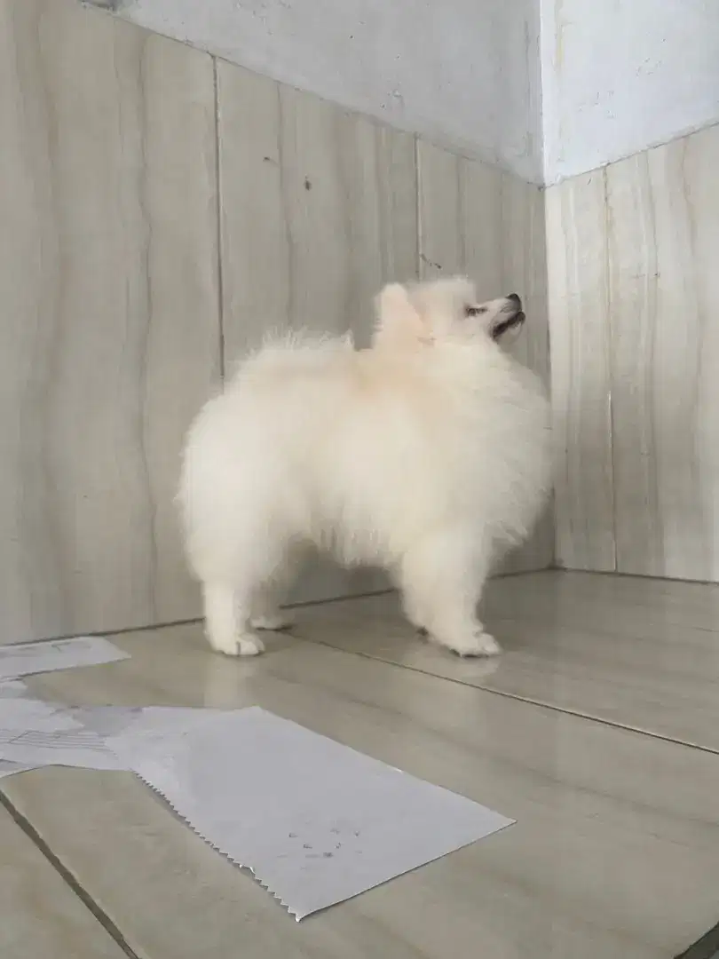 Anjing Pom/pom