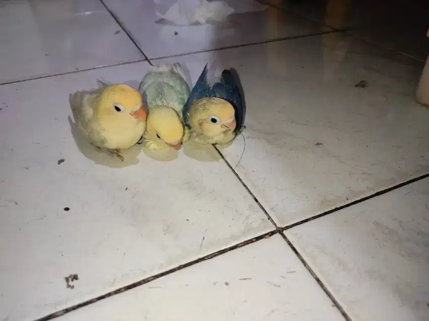 BABY LOVEBIRD PB PIED & PB VIOLET 40 harian