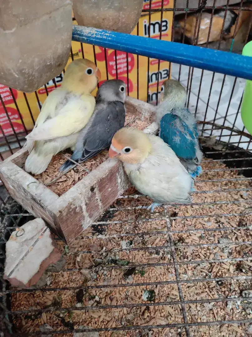 BABY LOVEBIRD PB 40 HARIAN