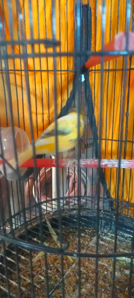 Kenari Af gacor kuning