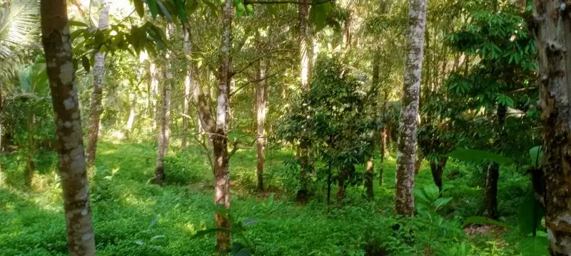 tanah kebun murah dengan view lembah dan los sungai di bali