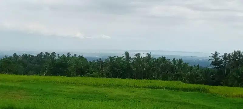 tanah kebun murah dengan view sawah terasering lau di balii