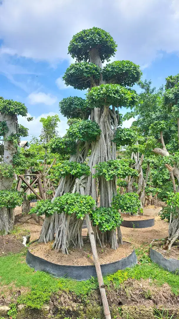 BONSAI DOLLAR TAMAN ISTIMEWA