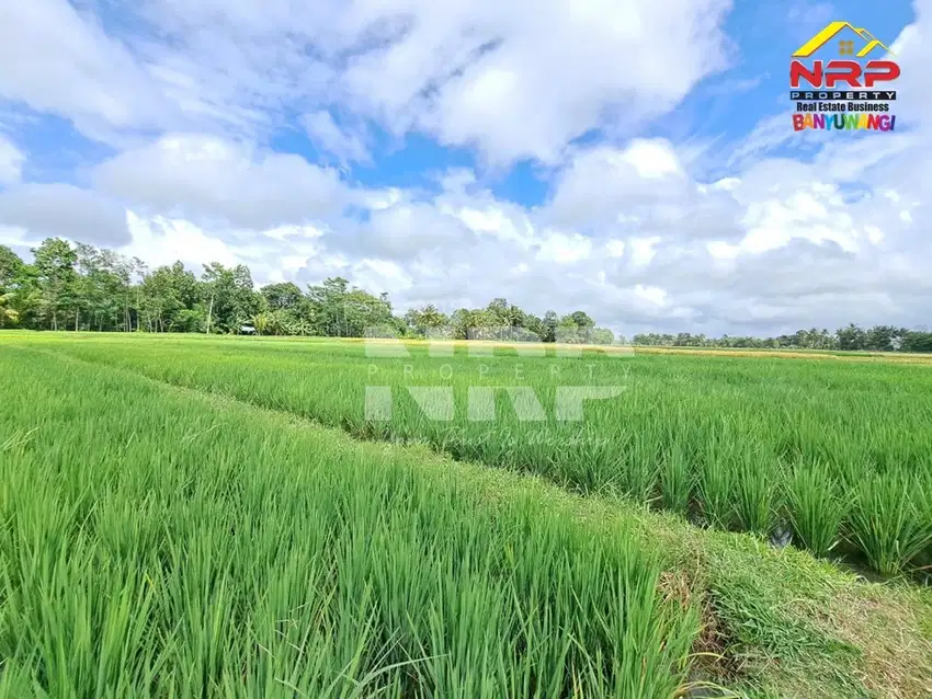 Dijual Tanah Sawah di Desa Kedaleman - Rogojampi