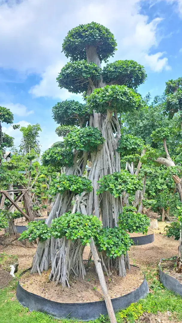 BONSAI DOLAR TAMAN UKURAN LENGKAP