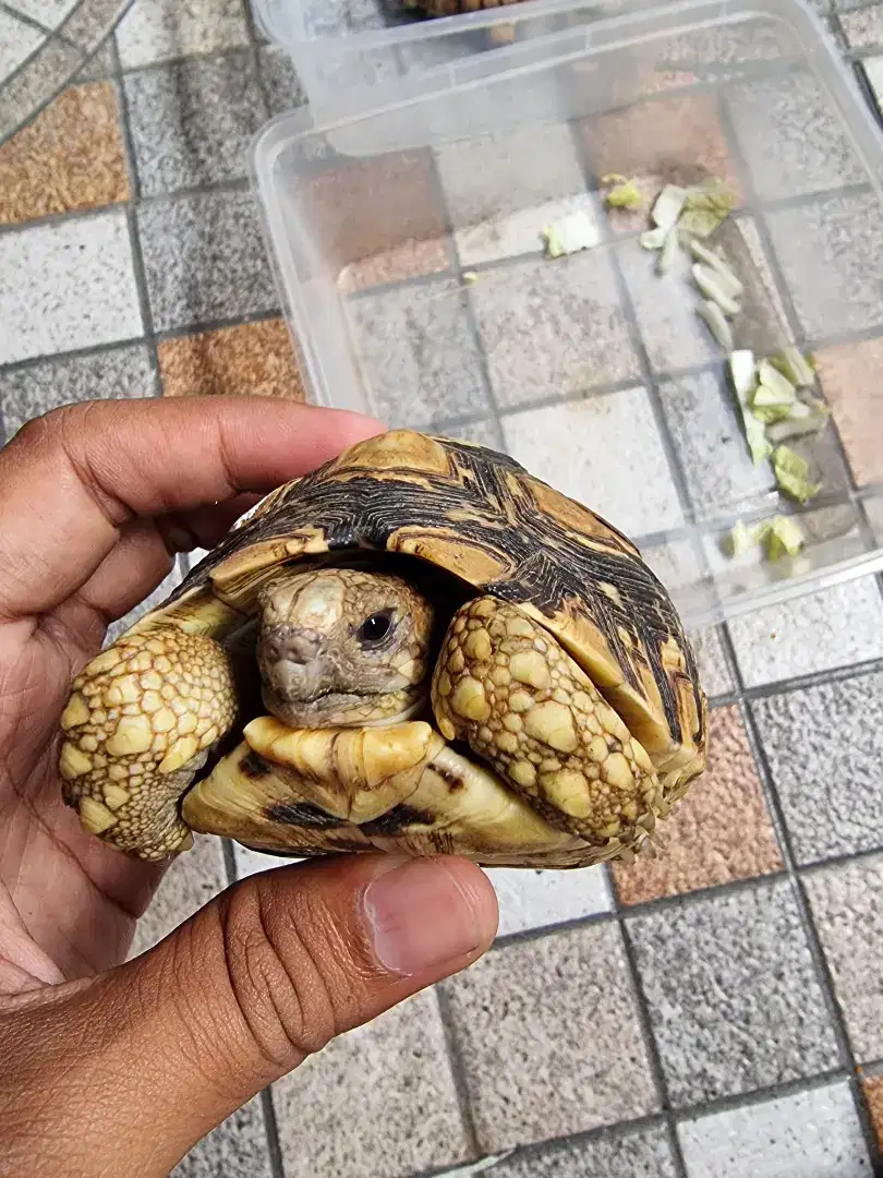 Pardalis Uk -+10cm (BT/TT Sulcata Size Jumbo Monggo)