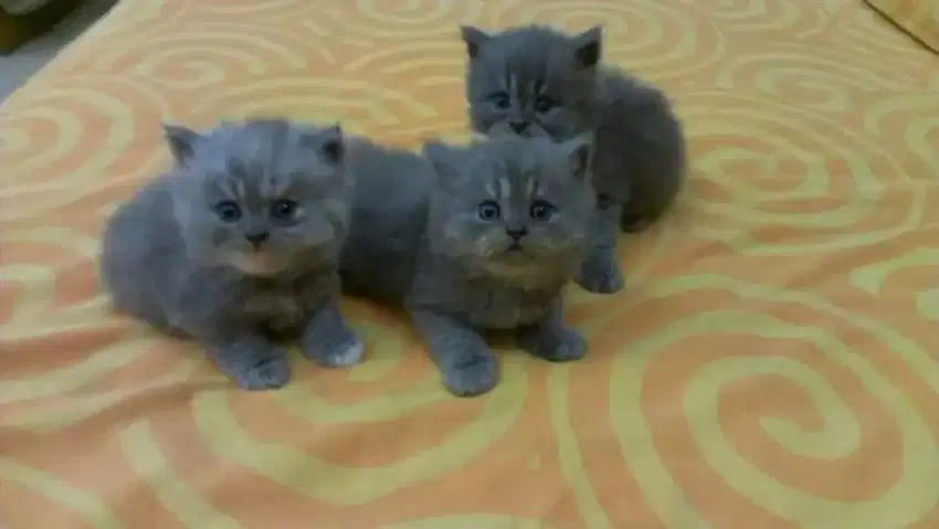 Kucing Persia grey