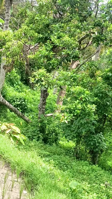 Tanah Murah Gua Gajah Area villa dan Objeck wisata lainya