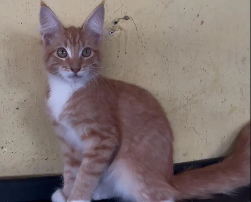 Kucing ras persia manicoon pure jantan 4 bln