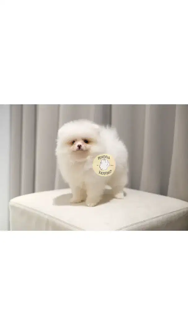 jual anjing minipom betina pomeranian