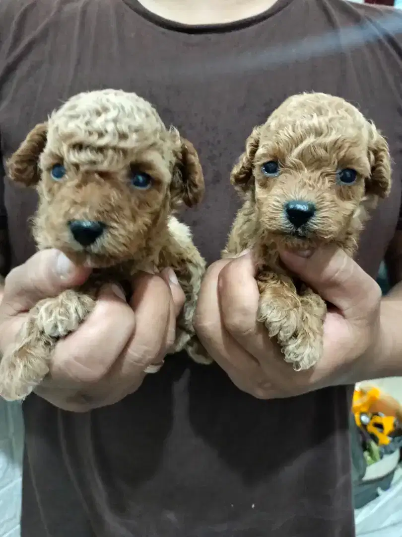 Poodle Apricot Jantan dan Betina