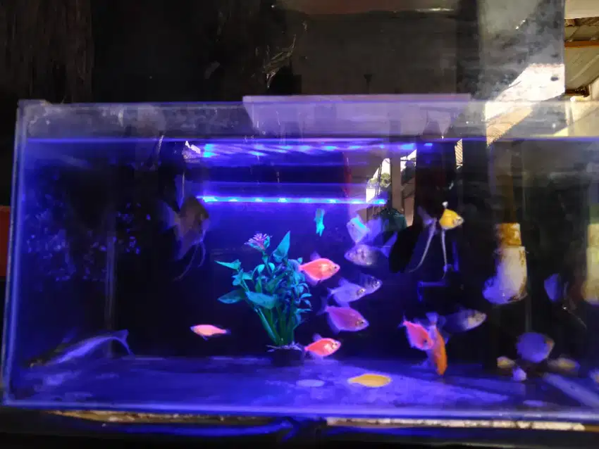 Aquarium full set beserta isinya