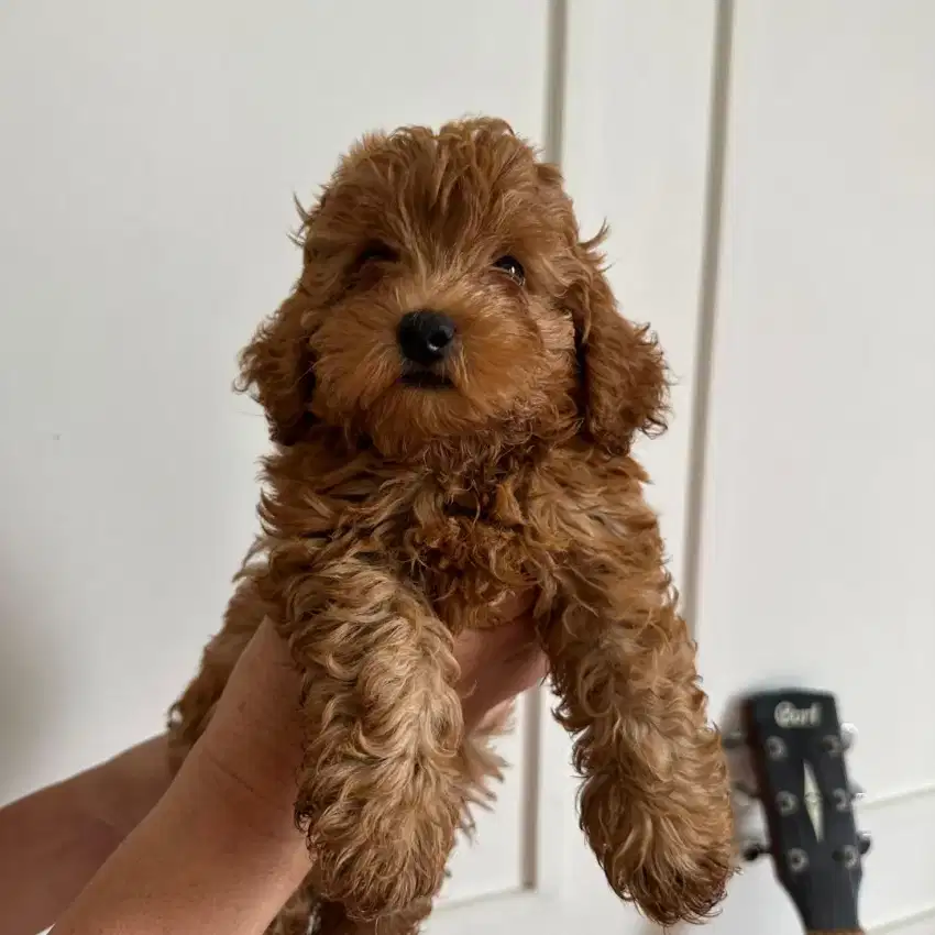 JUAL MURAH ANAK ANJING RED TOY POODLE JANTAN