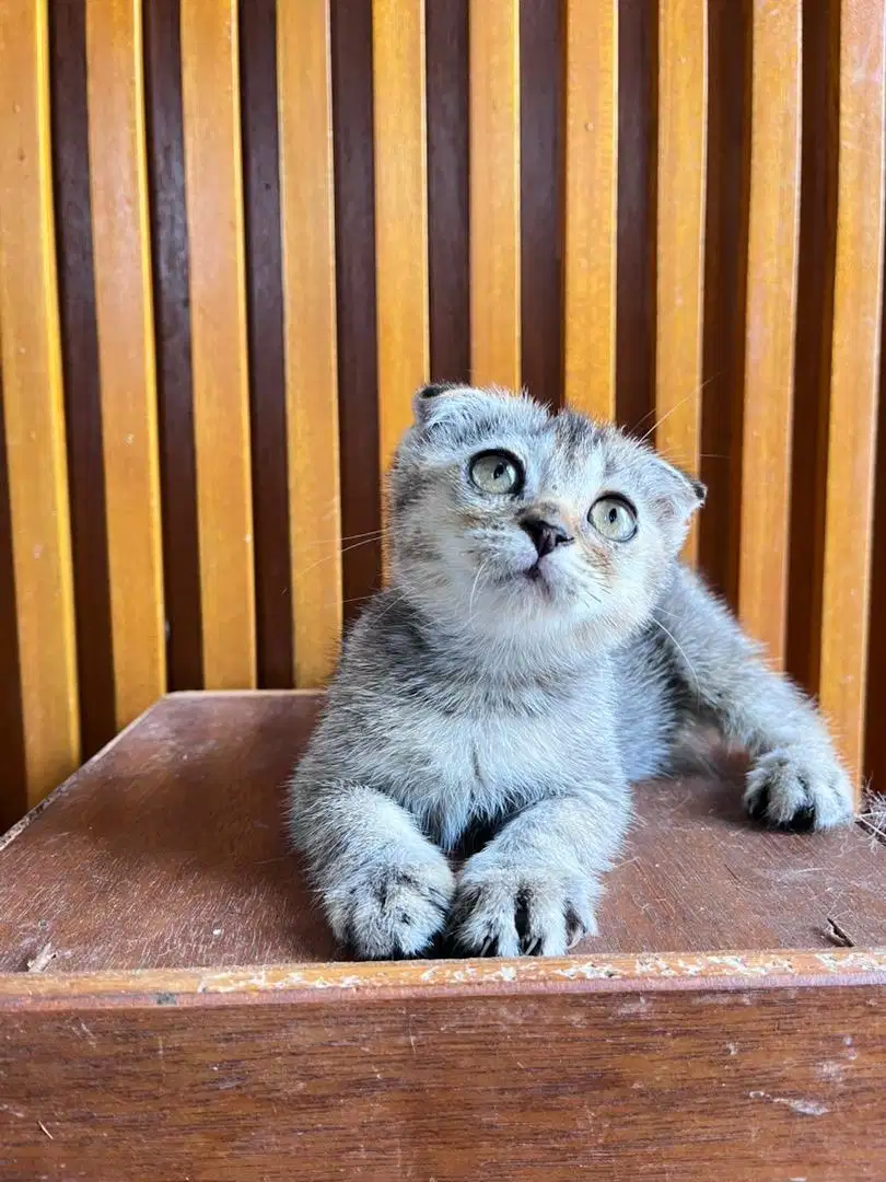 Scottish Fold munchkin gaelic