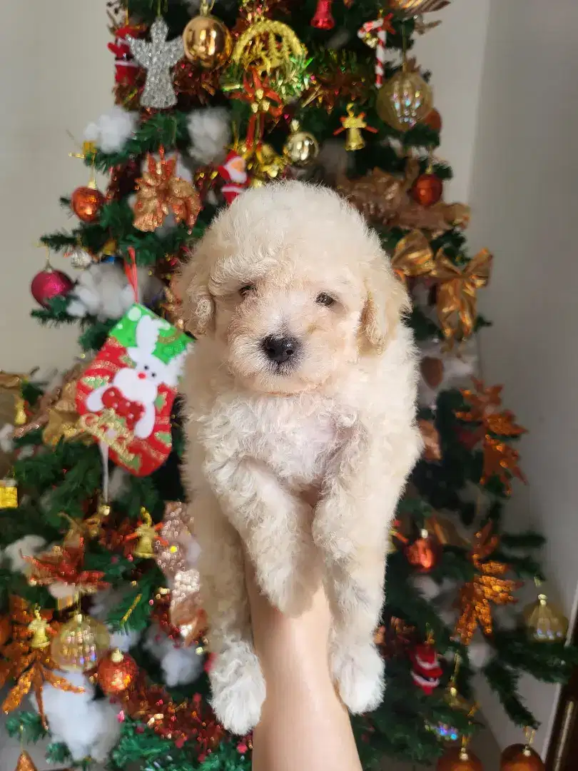 Poodle dijual anjing