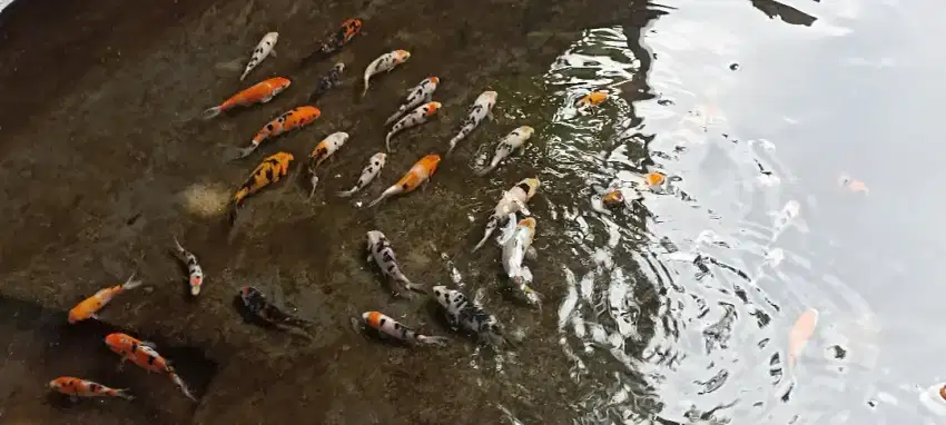 Ikan koi jossss