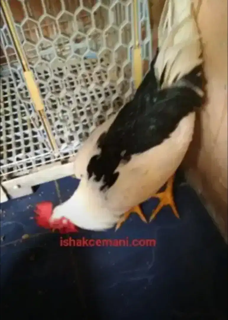 Ayam Tulak Jantan Untuk Keperluan Dan Upacara Adat