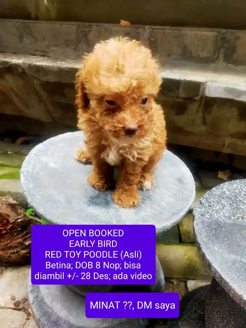 RED TOY POODLE BETINA