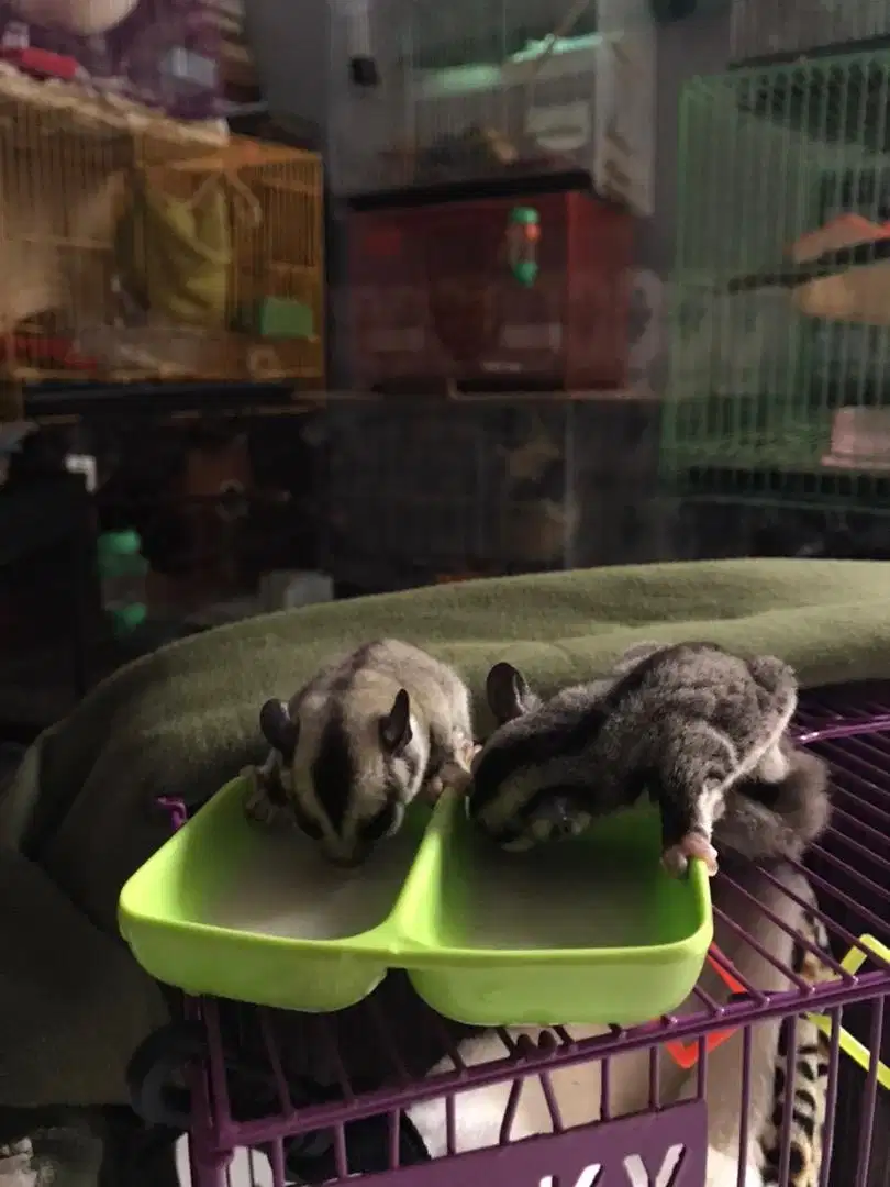 Sugar Glider Joey Jinak